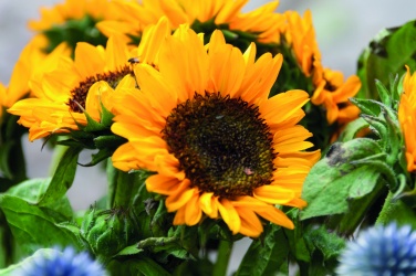 Logo trade promotional items picture of: Sunflower seeds in envelope