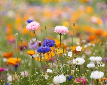 Logotrade corporate gifts photo of: A4 wildflower seed paper sheet
