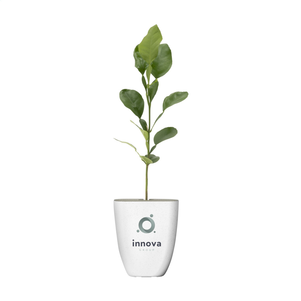 Logo trade advertising products picture of: Treemore Letterbox Trees Kaffir Lemon