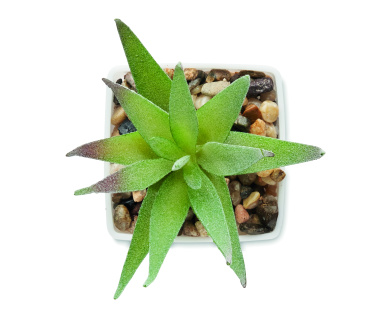 Logotrade firmakingid pilt: ARTILOE mini aaloe kunsttaim