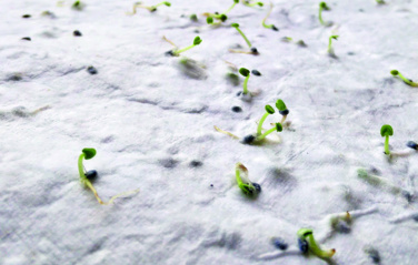 Лого трейд pекламные подарки фото: Wildflower seed business card.